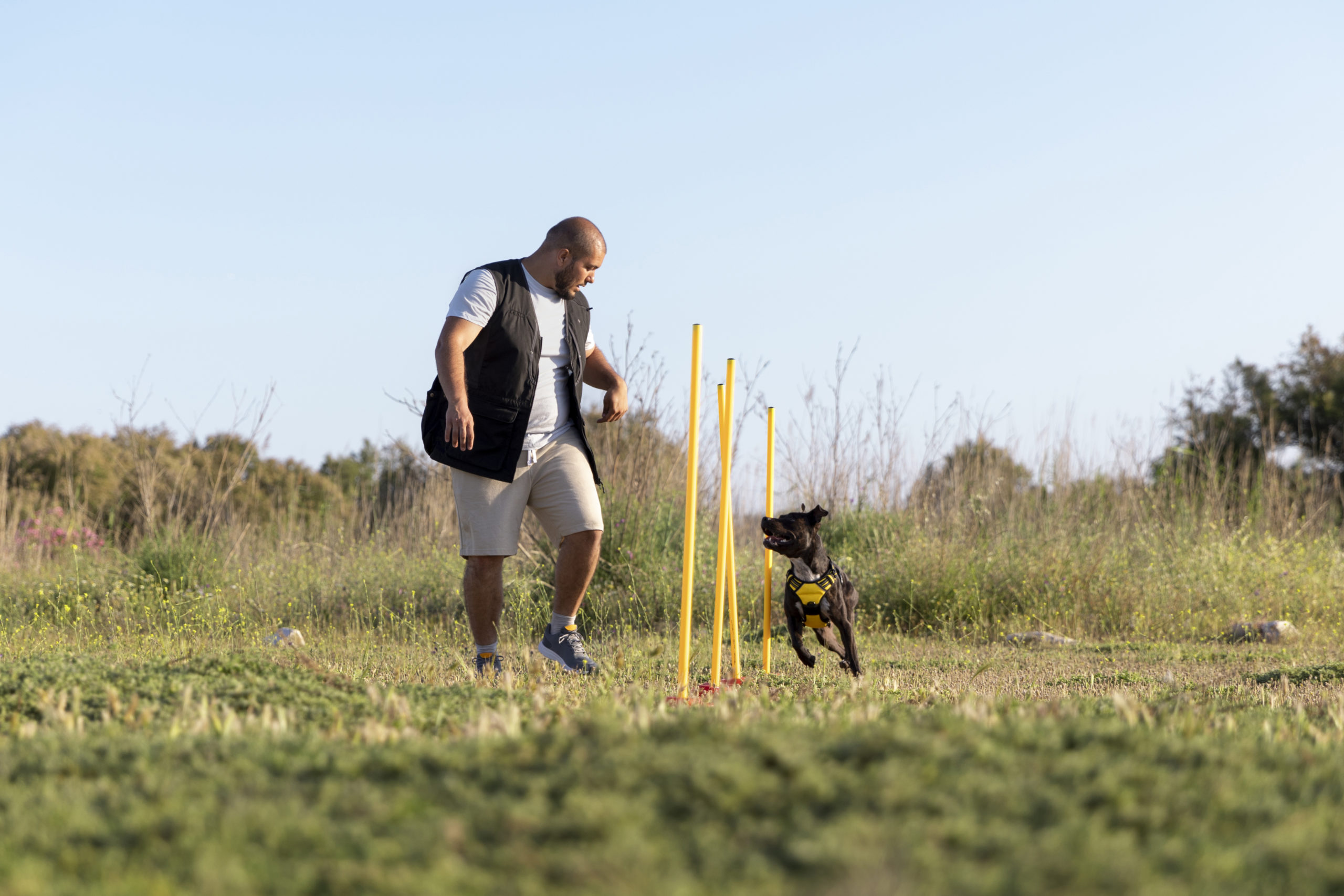 Cãominhada: por que acontece e como agir no adestramento — Quais são os benefícios do adestramento para o cão e para a família?