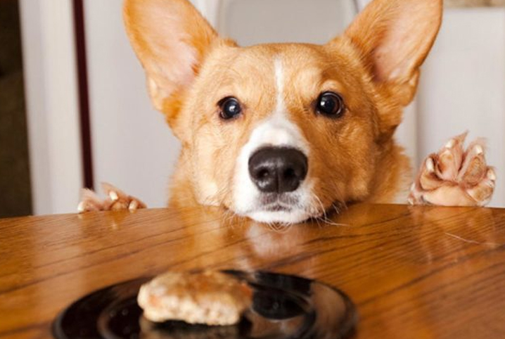 Cachorro pode comer fígado? Veja se o alimente faz mal